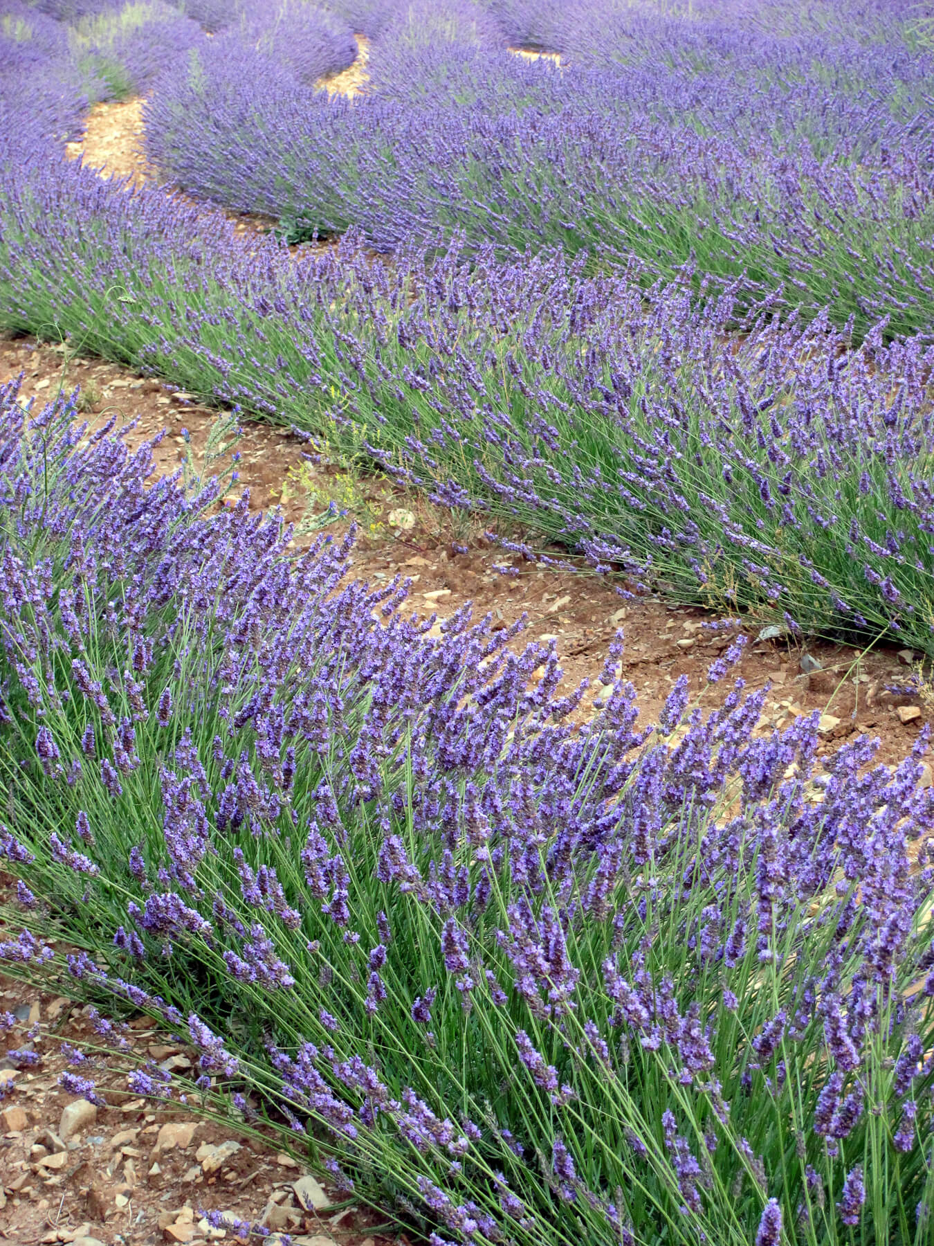 Outdoor of the Hotel Sainte Victoire situated at Vauvenargues close to Aix en Provence